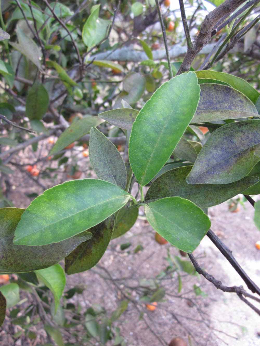            Shade leaves (Winter Haven, FL)   